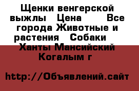 Щенки венгерской выжлы › Цена ­ 1 - Все города Животные и растения » Собаки   . Ханты-Мансийский,Когалым г.